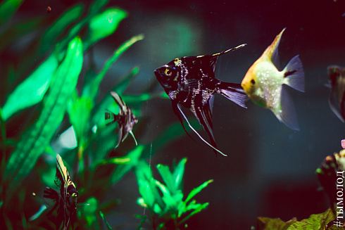 Международный форум "Современный взгляд на общественную безопасность"